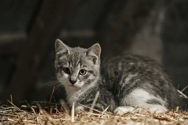 barn cats