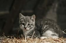 barn cats