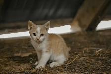 barn cats - Photo 2
