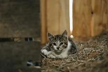 barn cats - Photo 3