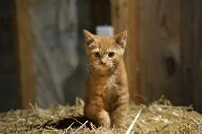 barn cats - Photo 4