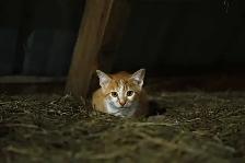 barn cats - Photo 5