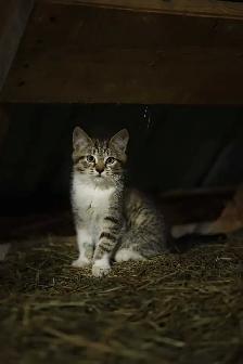 barn cats - Photo 6