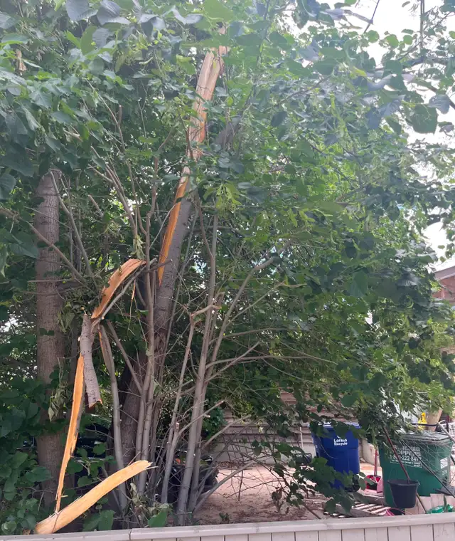 TREE TRIMMER WANTED