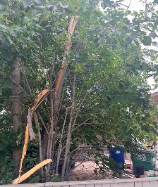 TREE TRIMMER WANTED