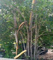 TREE TRIMMER WANTED - Photo 2