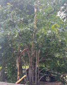 TREE TRIMMER WANTED - Photo 3