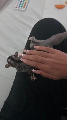 Male sugar glider - Photo 2