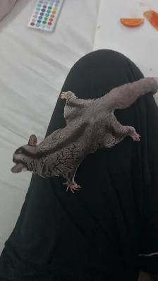 Male sugar glider - Photo 3