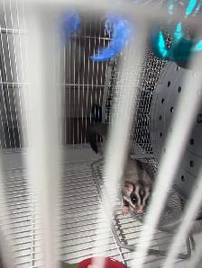 Male sugar glider - Photo 4