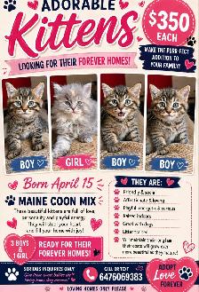 kittens looking for their forever home