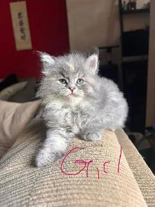 kittens looking for their forever home - Photo 3