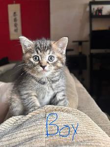 kittens looking for their forever home - Photo 5