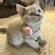 lilac Scottish fold girl