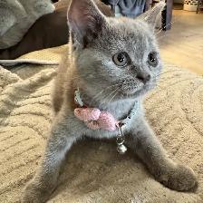 lilac Scottish fold girl - Photo 2