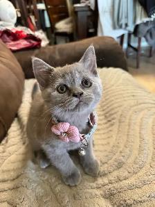 lilac Scottish fold girl - Photo 5