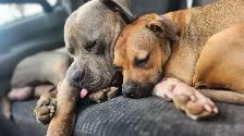 American XL Bullys