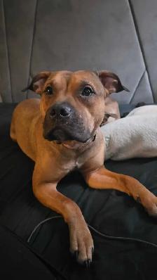 American XL Bullys - Photo 2