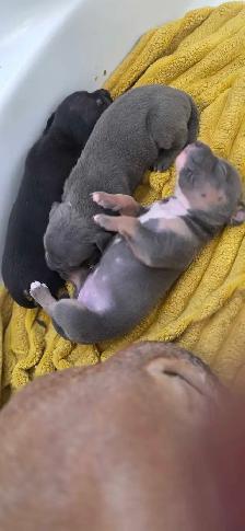 American XL Bullys - Photo 3