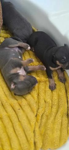 American XL Bullys - Photo 4