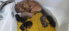 American XL Bullys - Photo 5