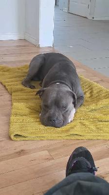 American XL Bullys - Photo 7