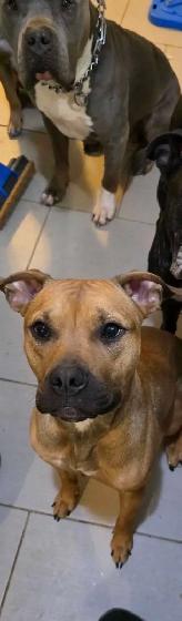 American XL Bullys - Photo 8