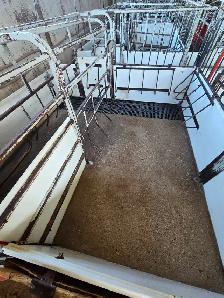 Farrowing pens for nursing sows - Photo 2