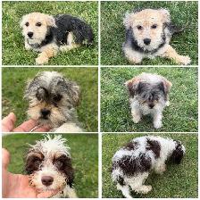 Morkie, Shorkie & Cavapoo Puppies