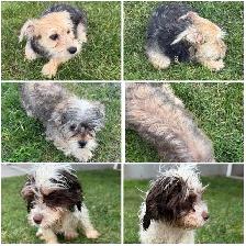 Morkie, Shorkie & Cavapoo Puppies - Photo 2