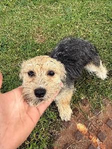 Morkie, Shorkie & Cavapoo Puppies - Photo 3