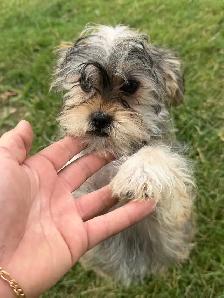 Morkie, Shorkie & Cavapoo Puppies - Photo 4