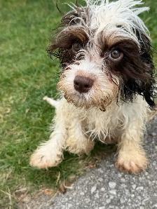 Morkie, Shorkie & Cavapoo Puppies - Photo 5