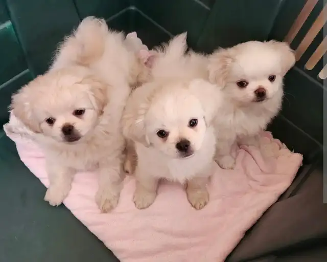 Forever homes needed!!