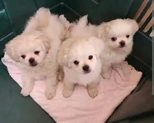 Forever homes needed!!
