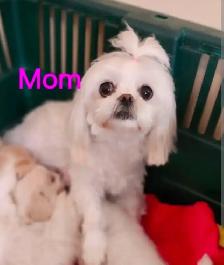 Forever homes needed!! - Photo 2