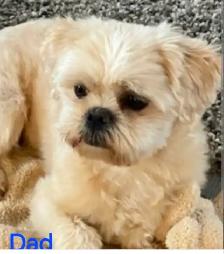 Forever homes needed!! - Photo 3
