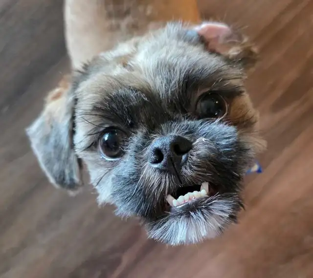Young Purebred Shitzu for Rehoming (Papers included)
