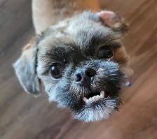 Young Purebred Shitzu for Rehoming (Papers included)