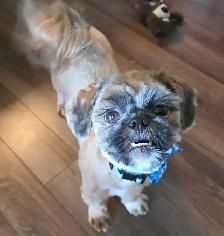 Young Purebred Shitzu for Rehoming (Papers included) - Photo 2