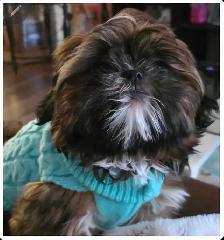 Young Purebred Shitzu for Rehoming (Papers included) - Photo 3