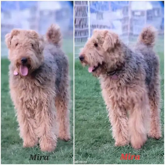 Airedale Terrier Puppies CKC Reg'd