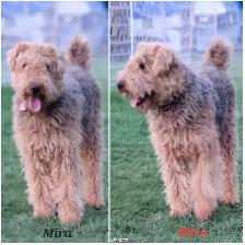 Airedale Terrier Puppies CKC Reg'd