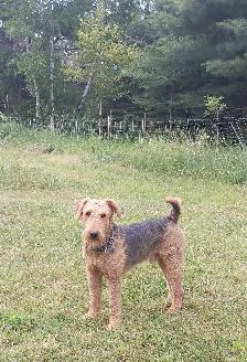 Airedale Terrier Puppies CKC Reg'd - Photo 2
