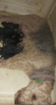 Airedale Terrier Puppies CKC Reg'd - Photo 3