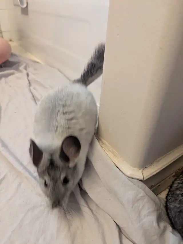 Baby chinchillas