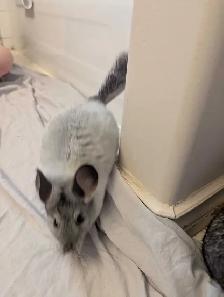Baby chinchillas