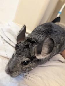 Baby chinchillas - Photo 2