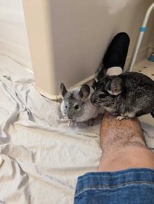 Baby chinchillas - Photo 3