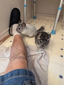 Baby chinchillas - Photo 4